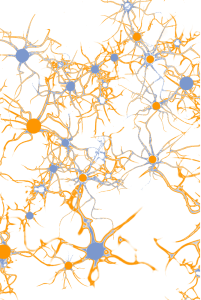 dessin représentant des neurones